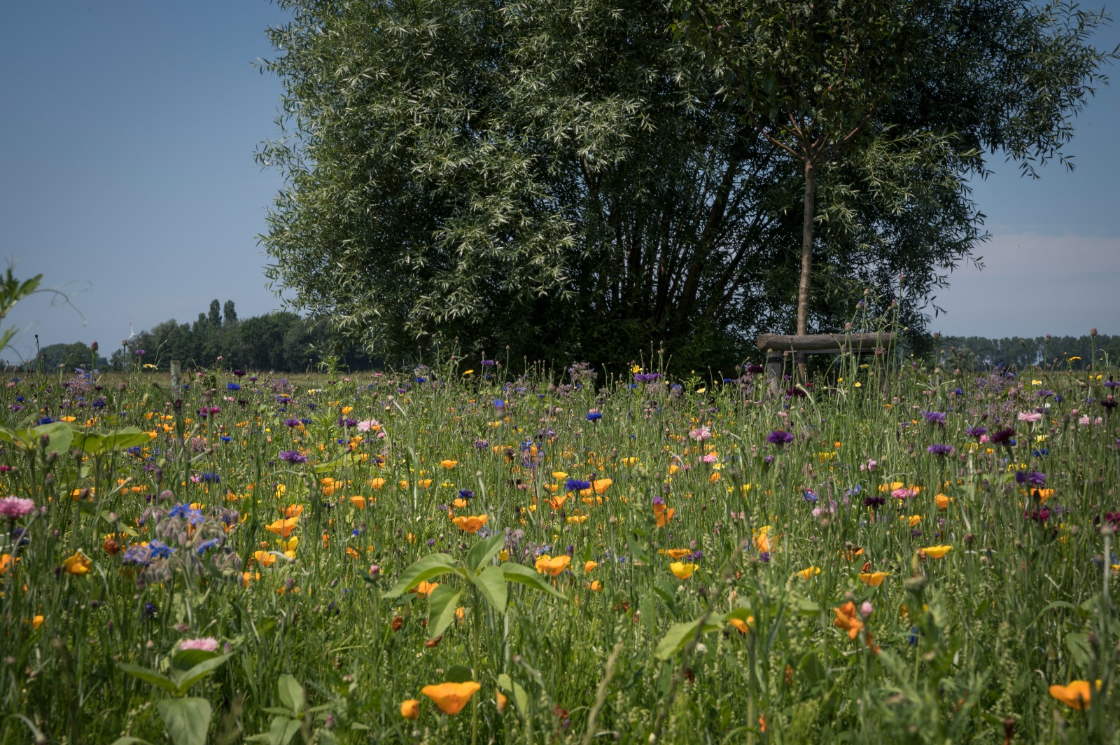 Moederdagpakket doosje met bloemenzaadjes + gedicht